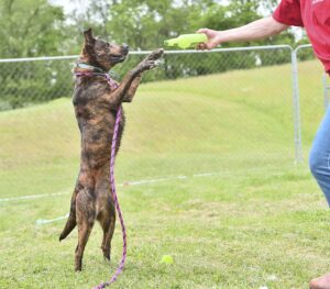 Preston County Animal Shelter gets improvements